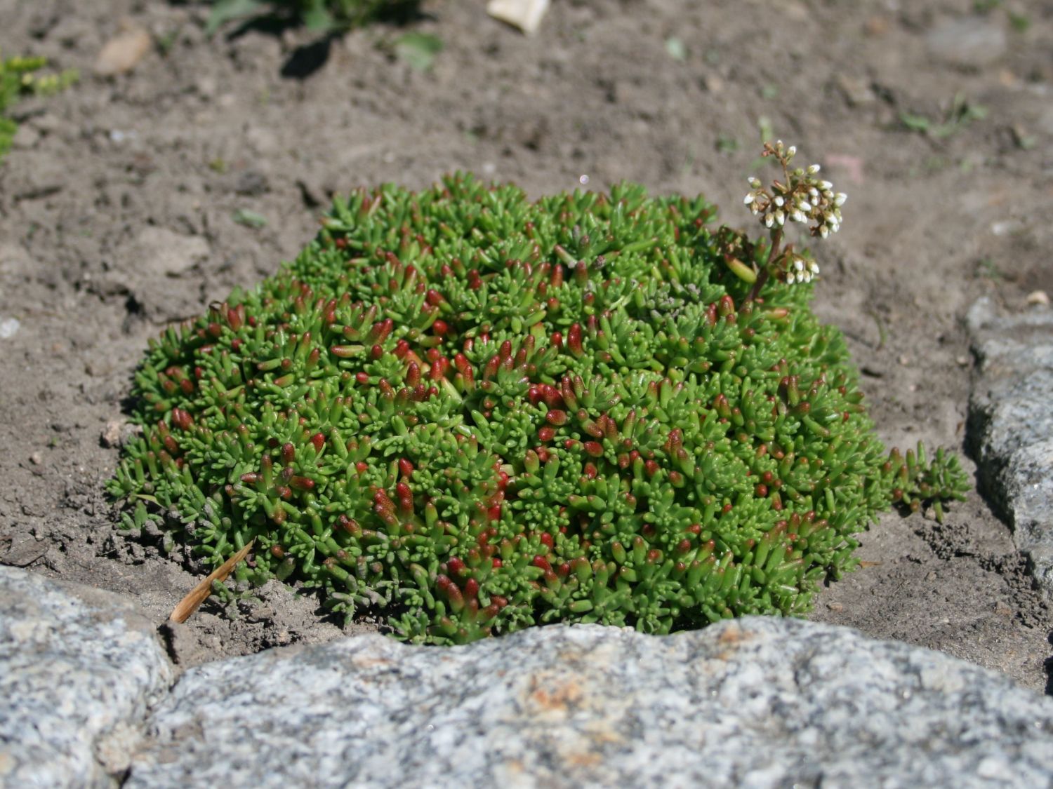 Rotmoos Mauerpfeffer 'Coral Carpet' - Sedum album 'Coral Carpet'