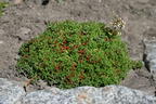 Rotmoos Mauerpfeffer 'Coral Carpet' - Sedum album 'Coral Carpet'