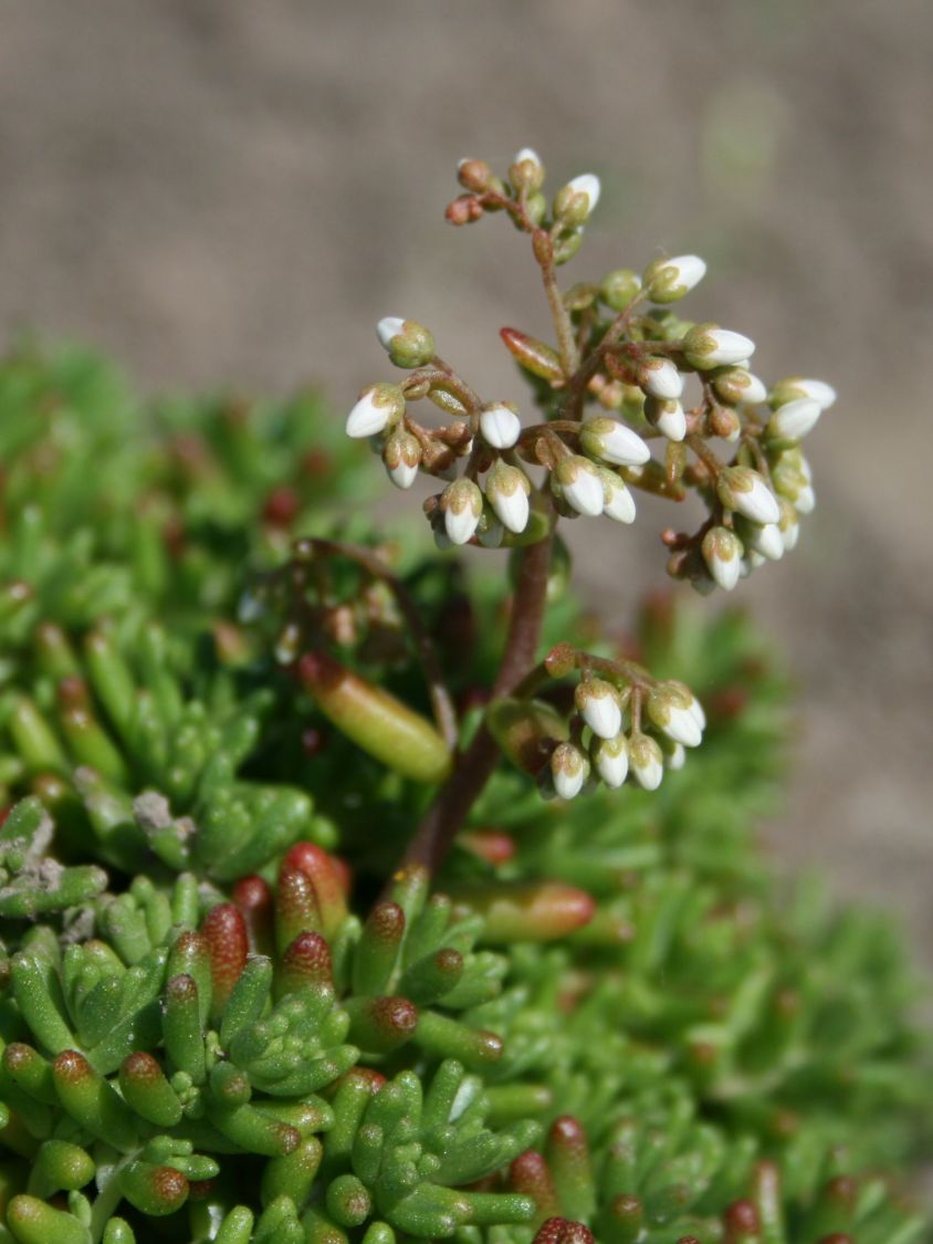 Rotmoos Mauerpfeffer 'Coral Carpet' - Sedum album 'Coral Carpet'