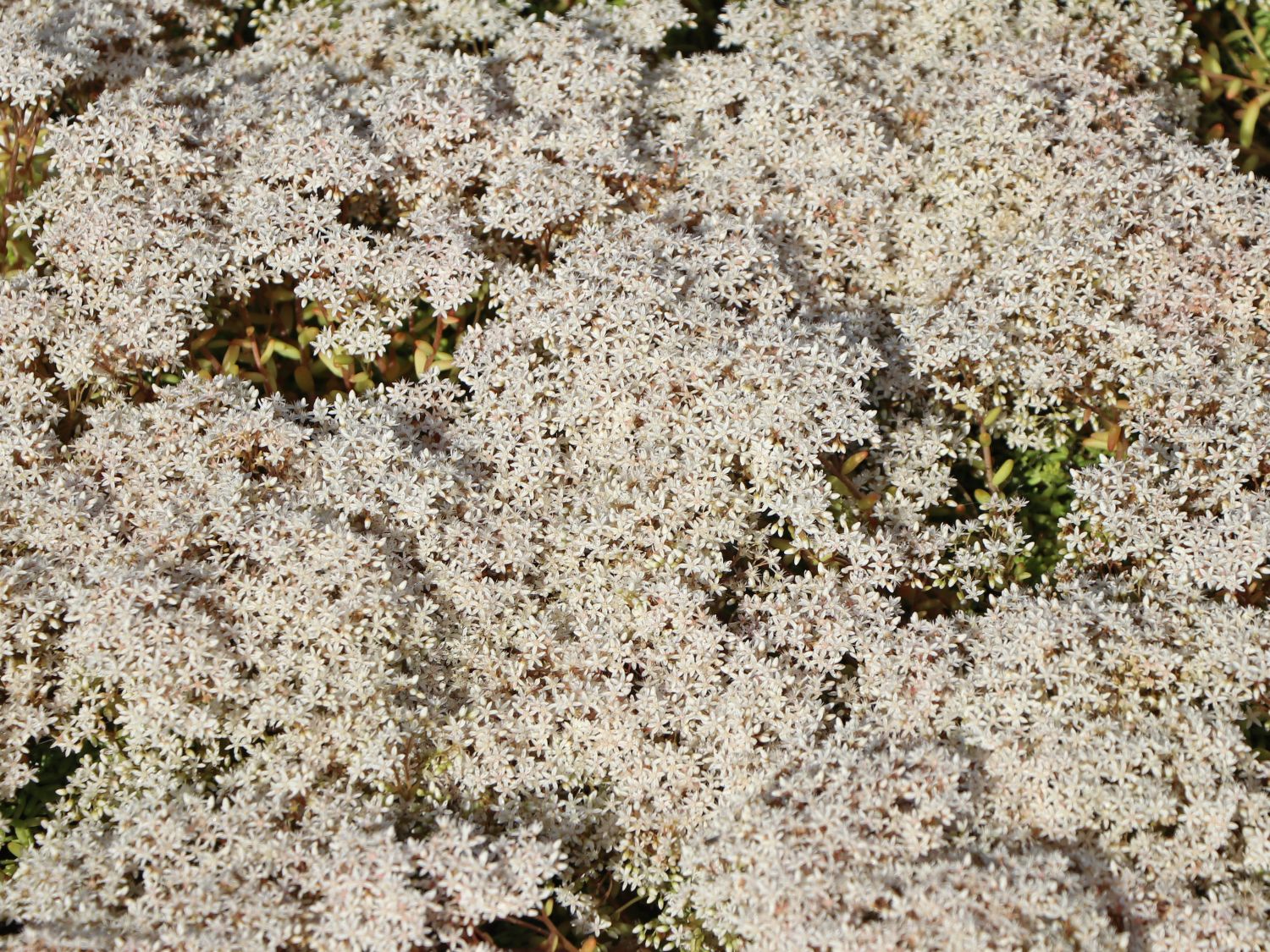 Rotmoos Mauerpfeffer 'Coral Carpet' - Sedum album 'Coral Carpet'