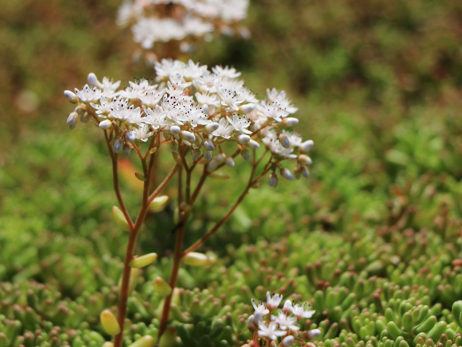 Rotmoos Mauerpfeffer 'Coral Carpet' - Sedum album 'Coral Carpet'