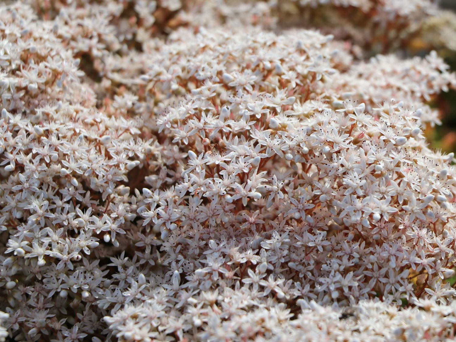 Rotmoos Mauerpfeffer 'Coral Carpet' - Sedum album 'Coral Carpet'