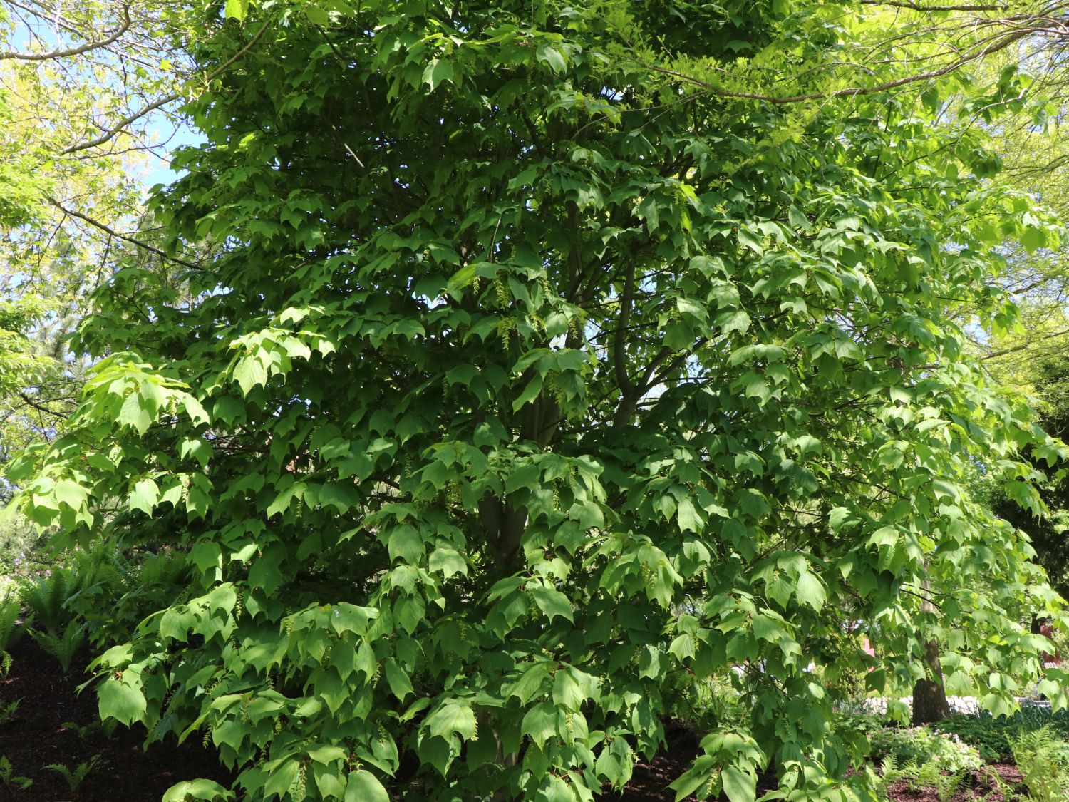 Rotnervige Schlangenhaut-Ahorn / Rostbart-Ahorn