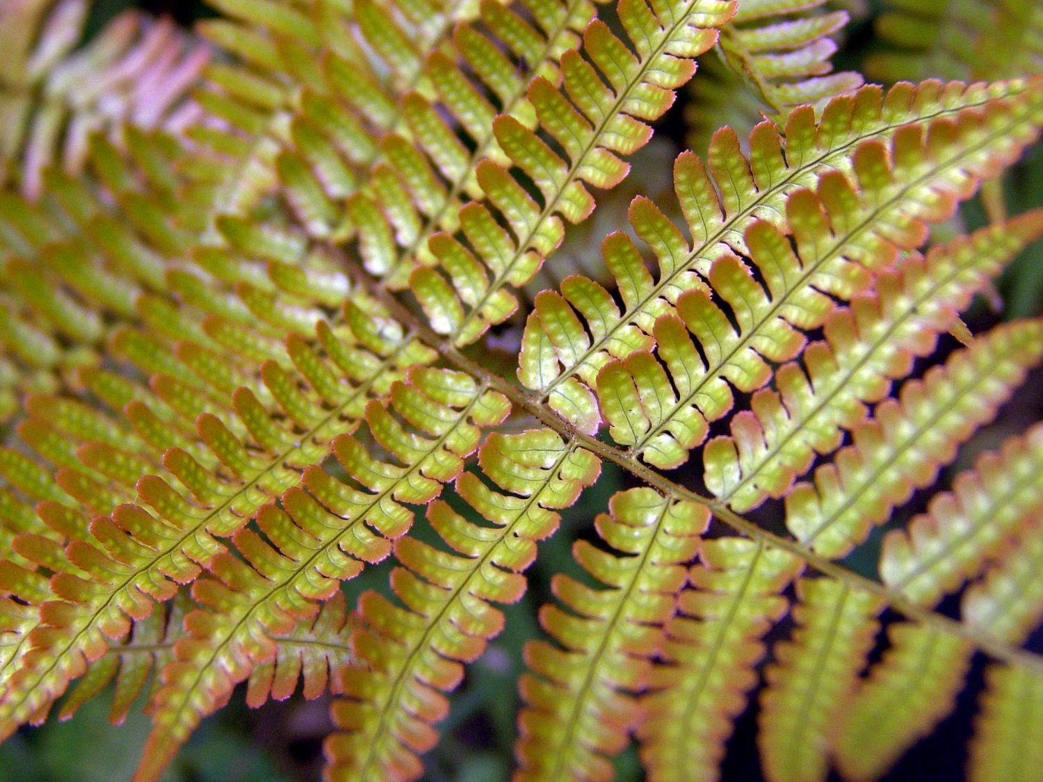 Wurmfarne (Dryopteris)