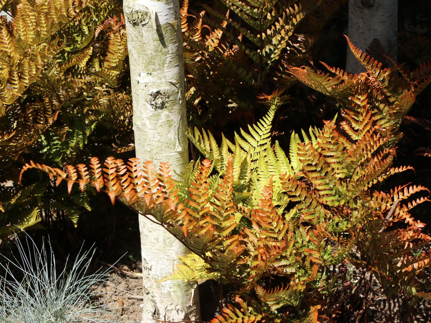 Rotschleierfarn - Dryopteris erythrosora