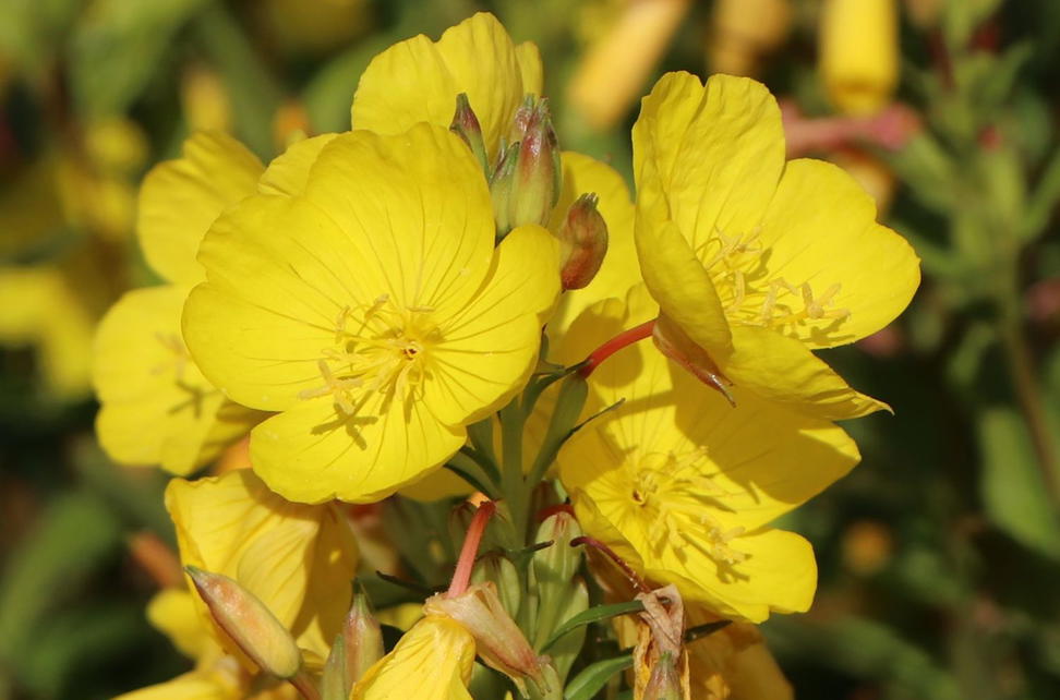 Nachtkerzen Oenothera Infos Pflanzen Dieser Gattung nachtkerzen-oenothera-infos-pflanzen-dieser-gattung