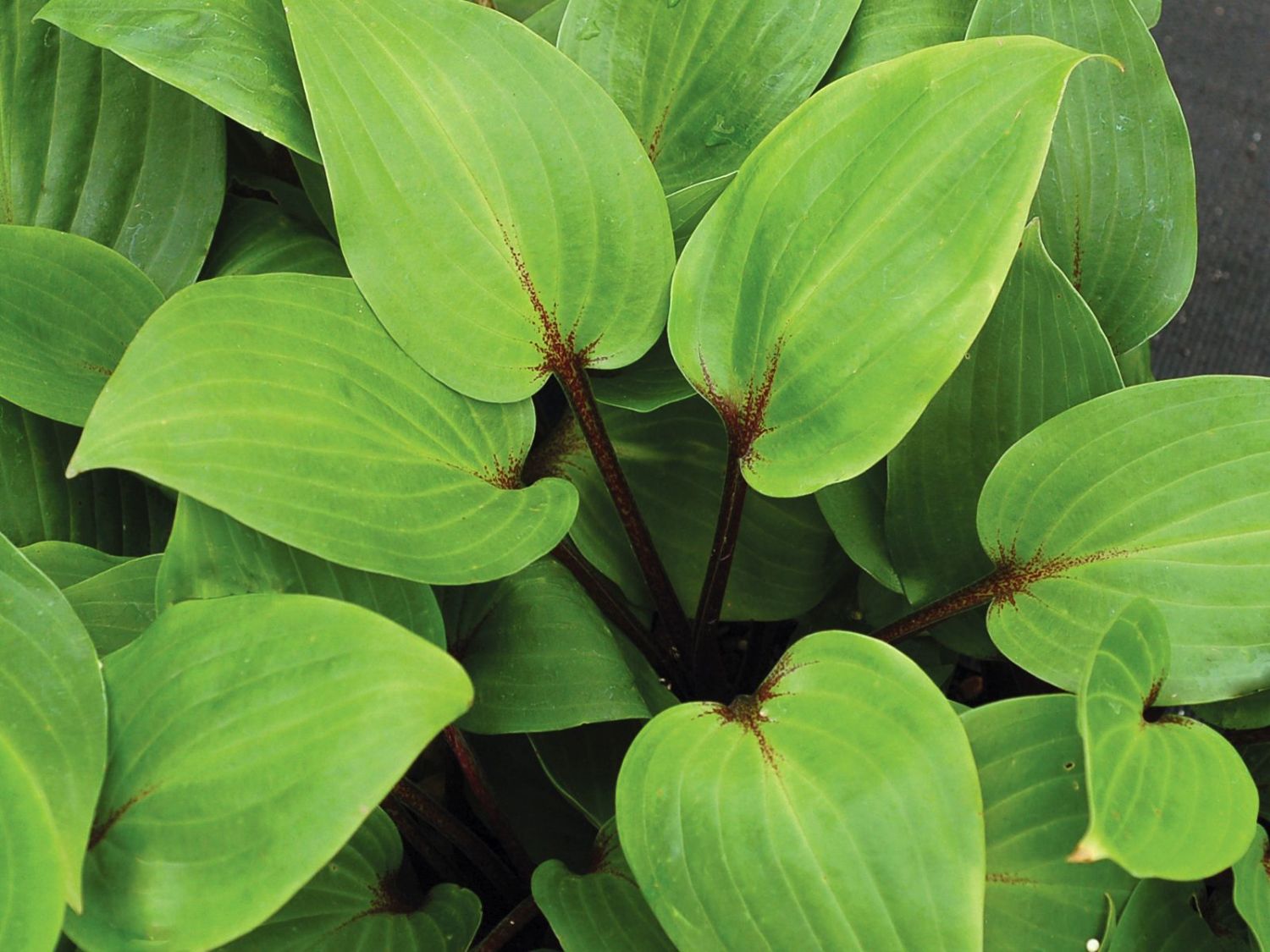 Rotstielige Funkie 'Purple Heart'