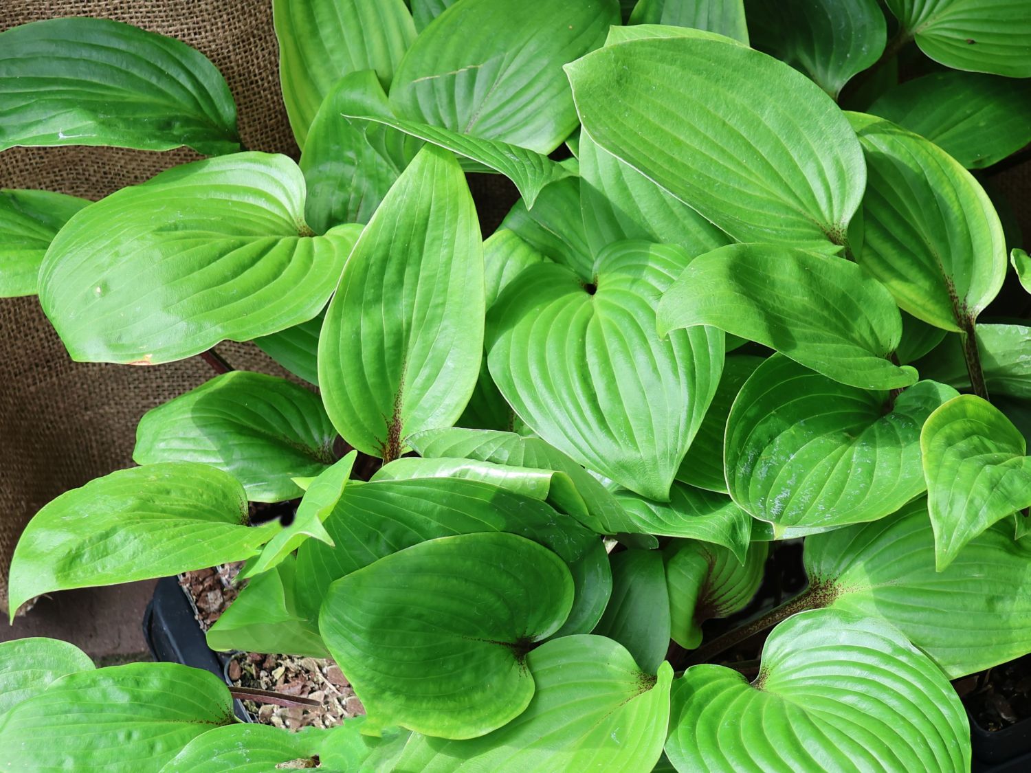 Rotstielige Funkie 'Purple Heart' - Hosta x cultorum 'Purple Heart'