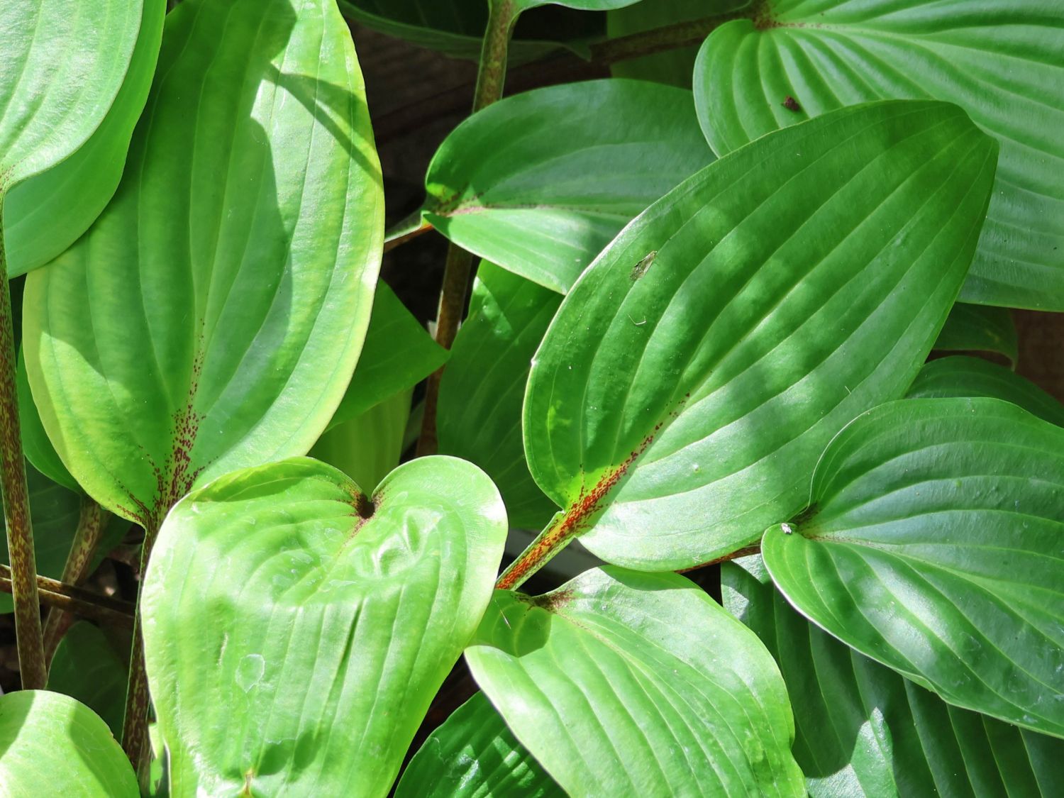 Rotstielige Funkie 'Purple Heart' - Hosta x cultorum 'Purple Heart'