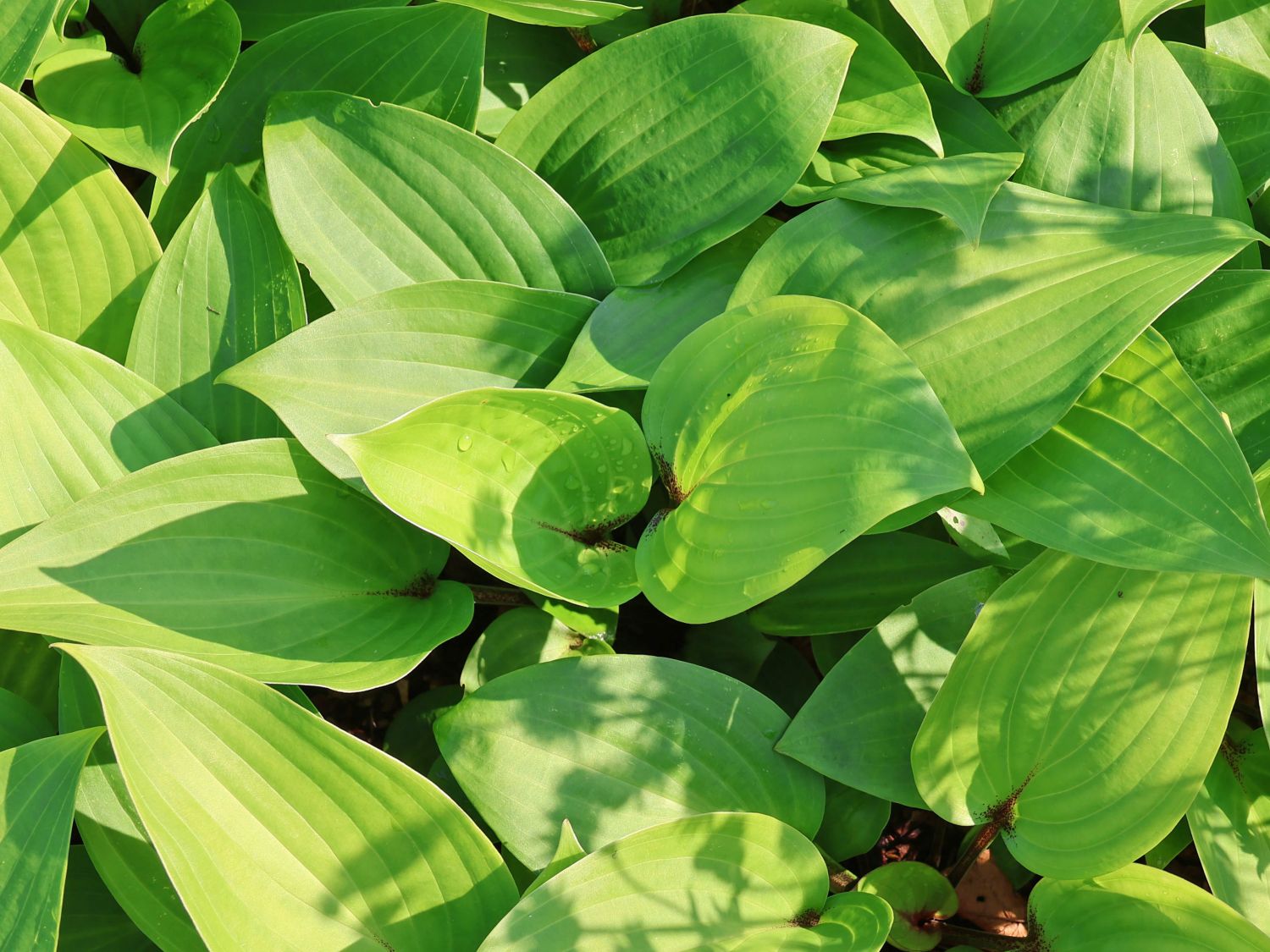 Rotstielige Funkie 'Purple Heart' - Hosta x cultorum 'Purple Heart'