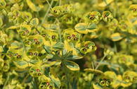 Rouys Wolfsmilch 'Ascott Rainbow'