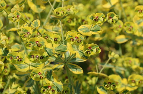 Rouys Wolfsmilch 'Ascott Rainbow' - Euphorbia x martinii 'Ascot Rainbow'
