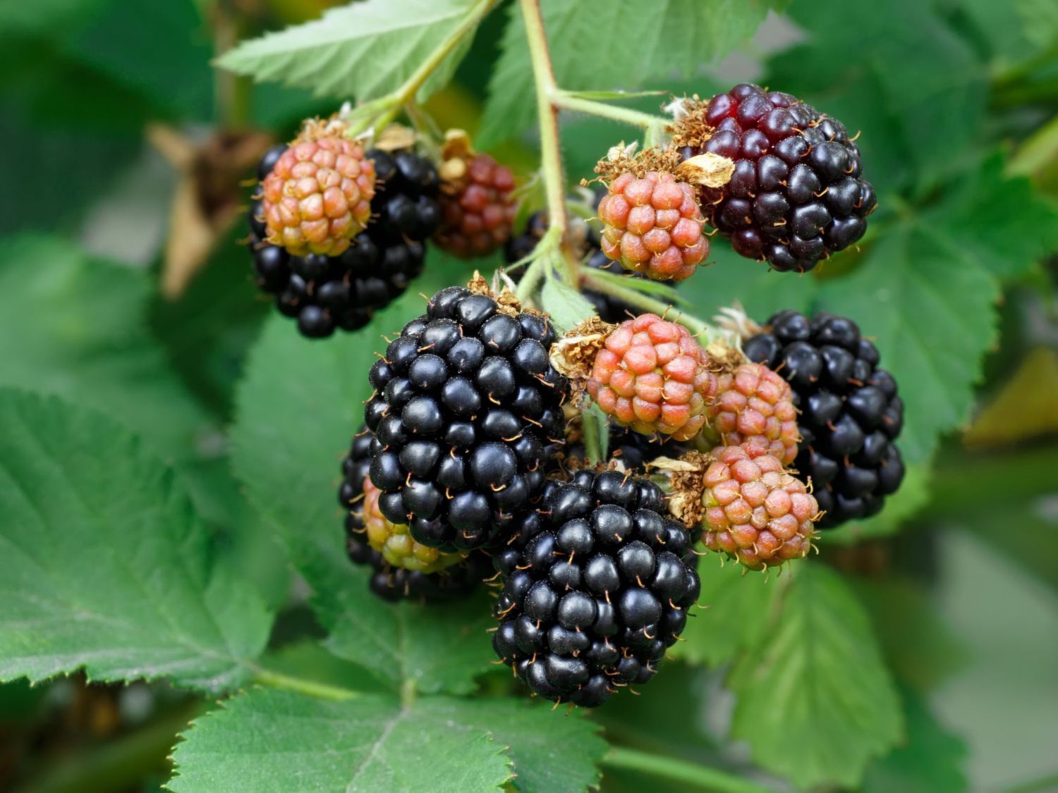 Rubus 'Boysenbeere'