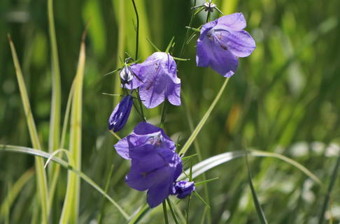 Rundblättrige Glockenblume - Campanula rotundifolia