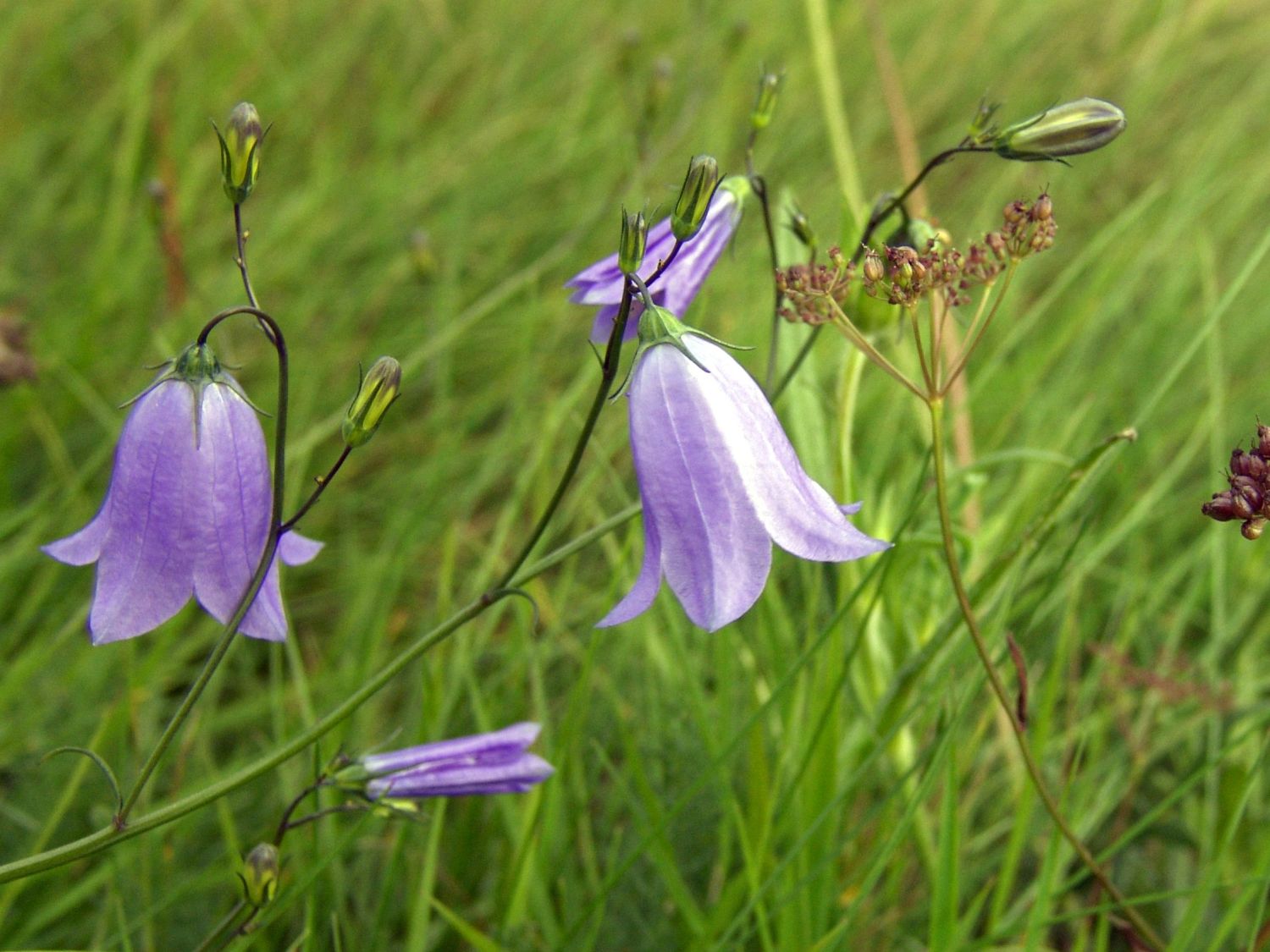 Rundblättrige Glockenblume - Campanula rotundifolia