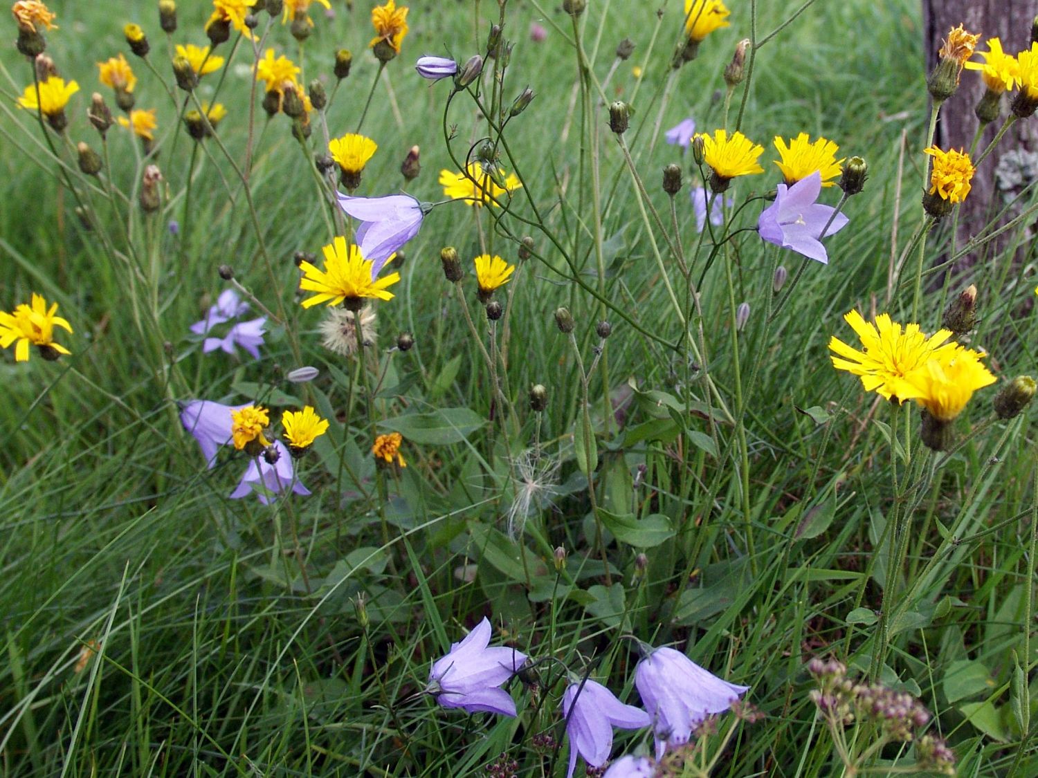 Rundblättrige Glockenblume - Campanula rotundifolia