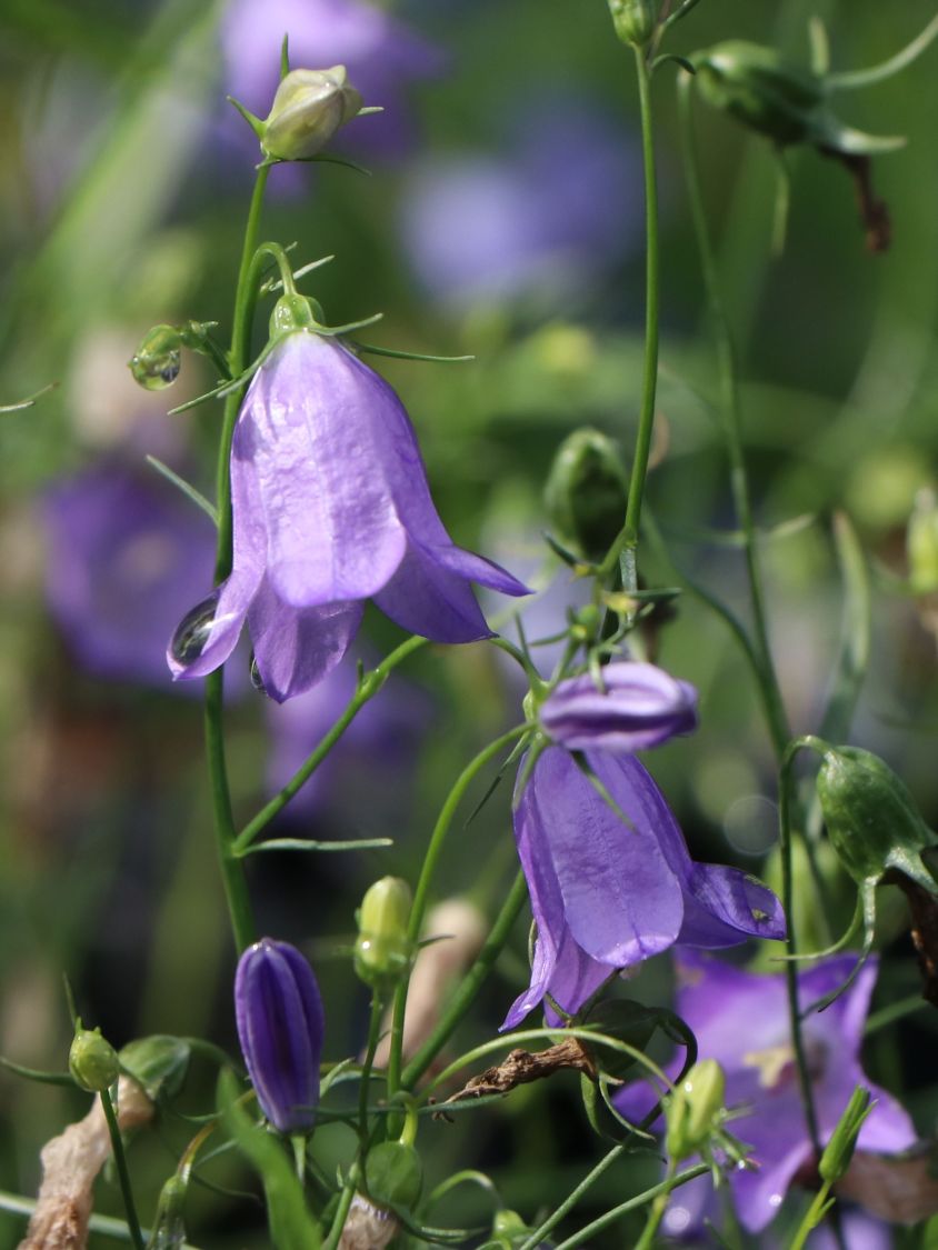 Rundblättrige Glockenblume - Campanula rotundifolia