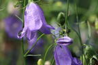 Rundblättrige Glockenblume - Campanula rotundifolia