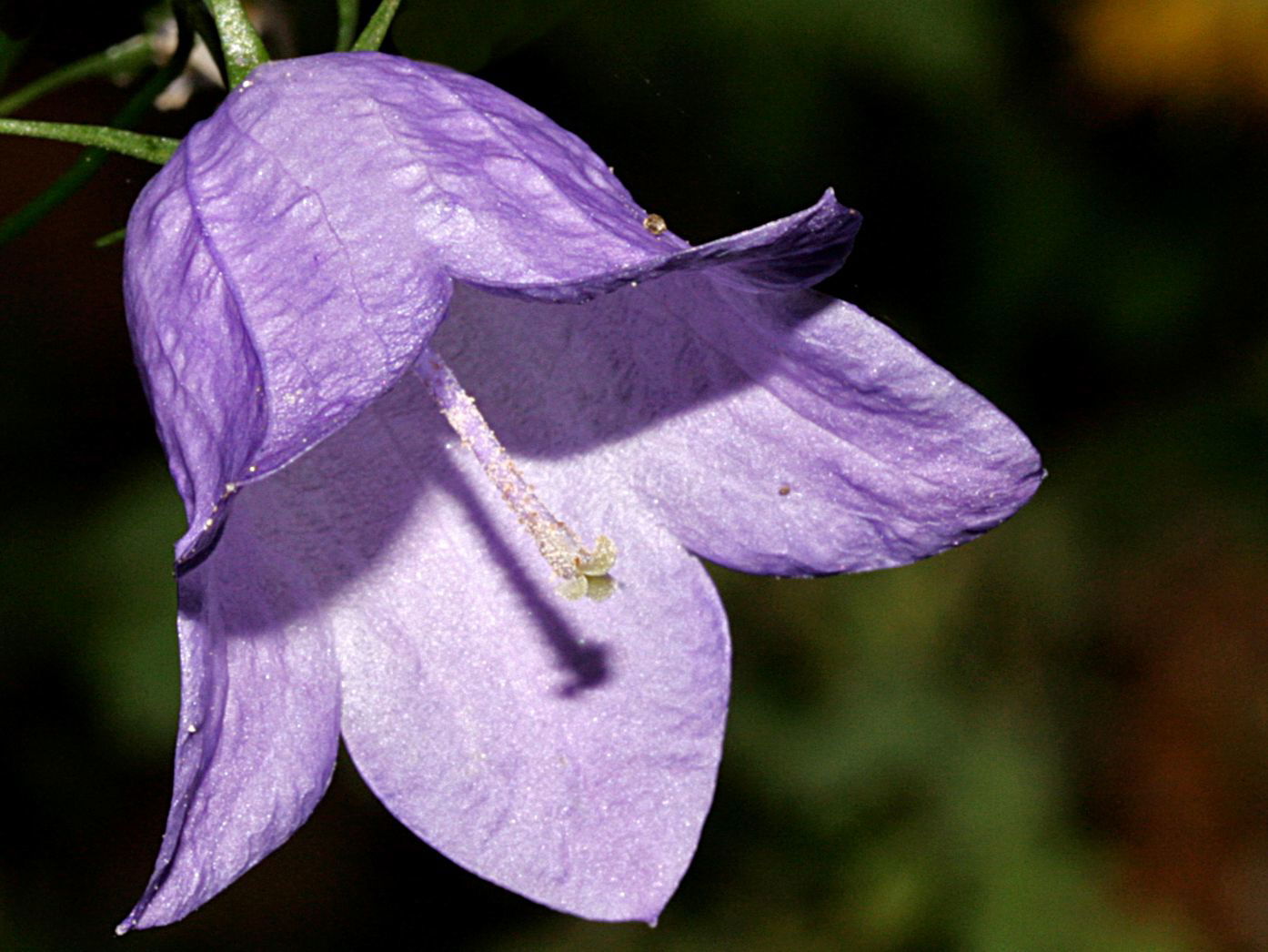 Rundblättrige Glockenblume - Campanula rotundifolia