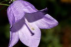 Rundblättrige Glockenblume - Campanula rotundifolia