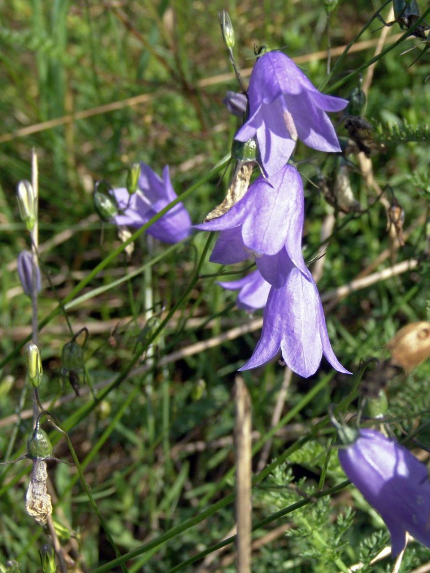 Rundblättrige Glockenblume - Campanula rotundifolia
