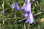 Rundblättrige Glockenblume - Campanula rotundifolia