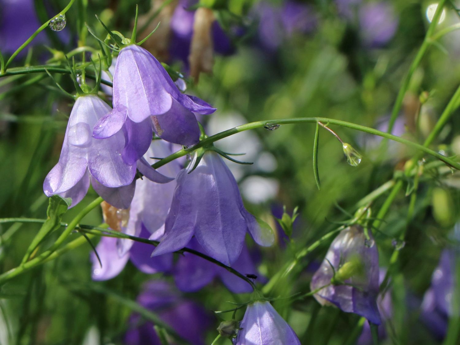 Rundblättrige Glockenblume - Campanula rotundifolia