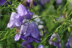 Rundblättrige Glockenblume - Campanula rotundifolia