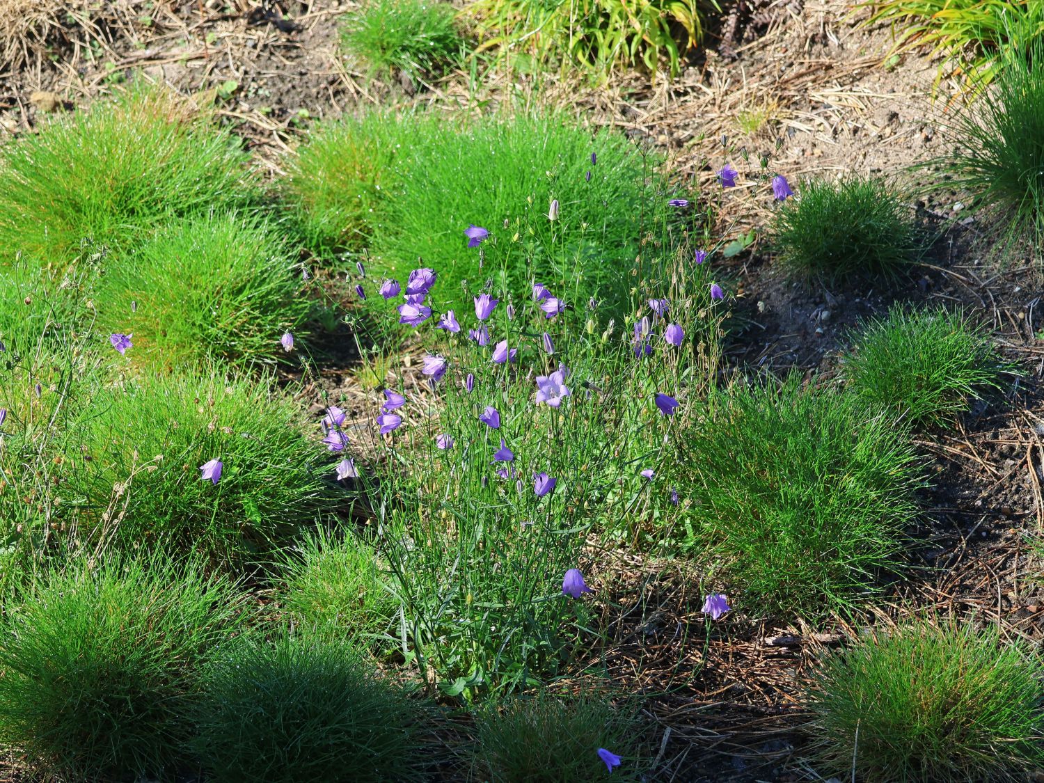 Rundblättrige Glockenblume - Campanula rotundifolia