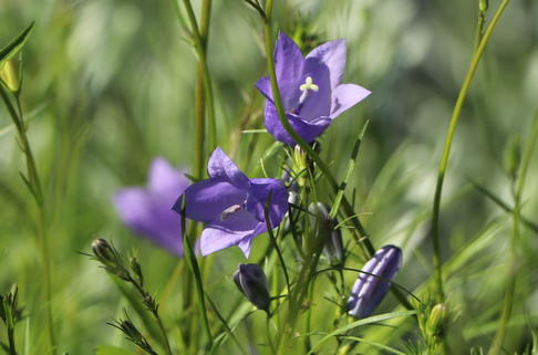 Rundblättrige Glockenblume 'Olympica' - Campanula rotundifolia 'Olympica'