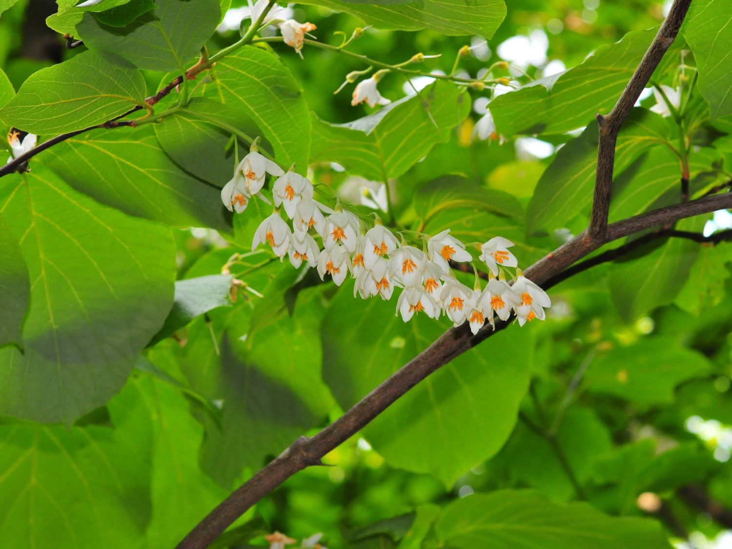 Rundblättriger Storaxbaum - Styrax obassia