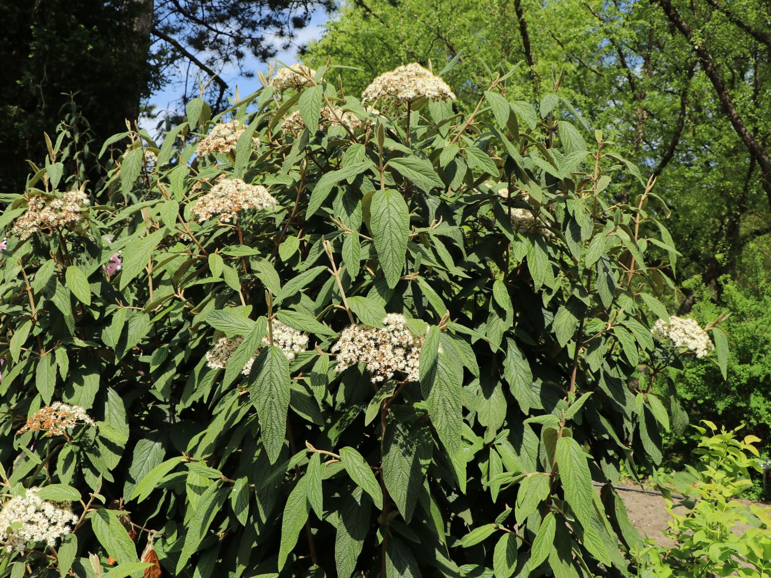 Runzelblättriger Schneeball / Immergrüner Zungenschneeball Viburnum