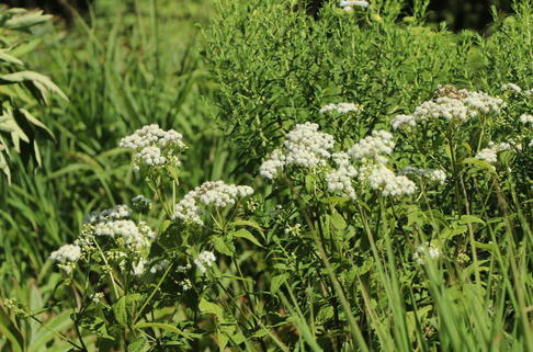 Runzelblättriger Wasserdost - Eupatorium rugosum