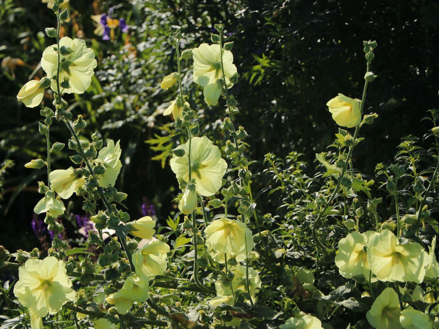 Runzelige Stockrose