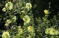 Runzelige Stockrose