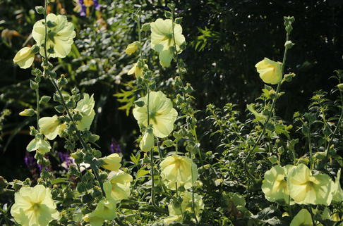 Runzelige Stockrose - Alcea rugosa