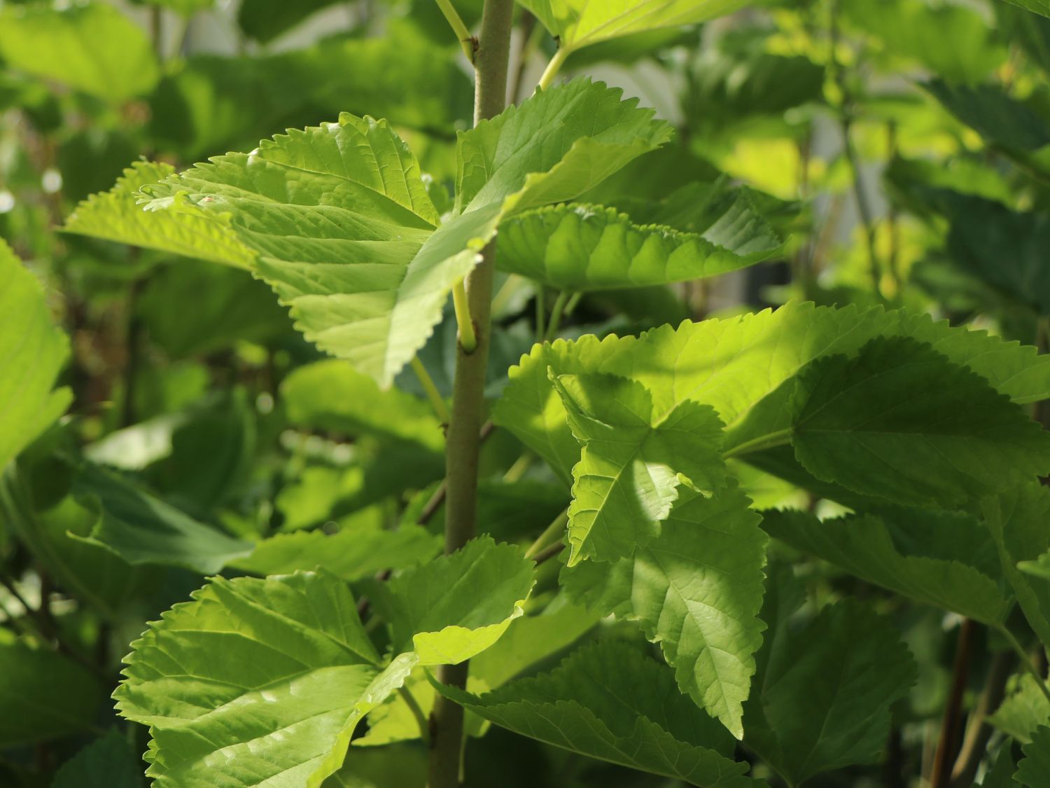 Russische Weiße Maulbeere - Morus alba var. tatarica