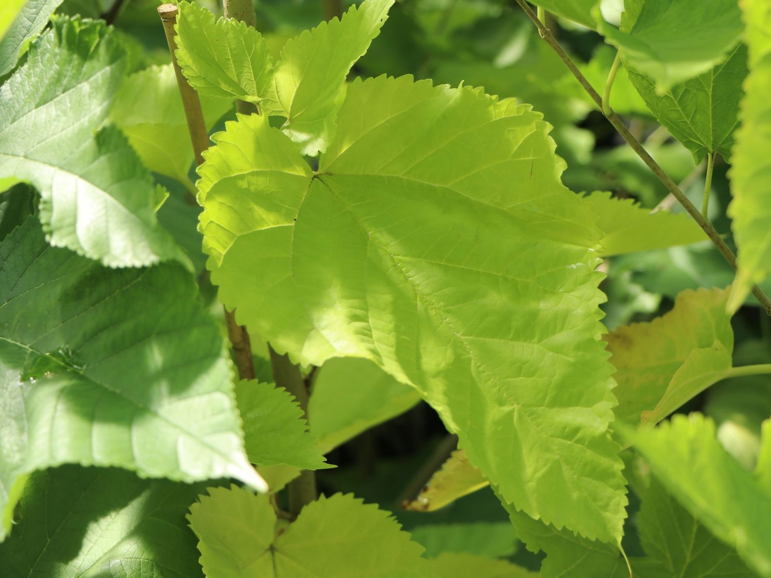 Russische Weiße Maulbeere - Morus alba var. tatarica