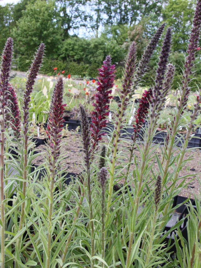 Russischer Natternkopf - Echium russicum