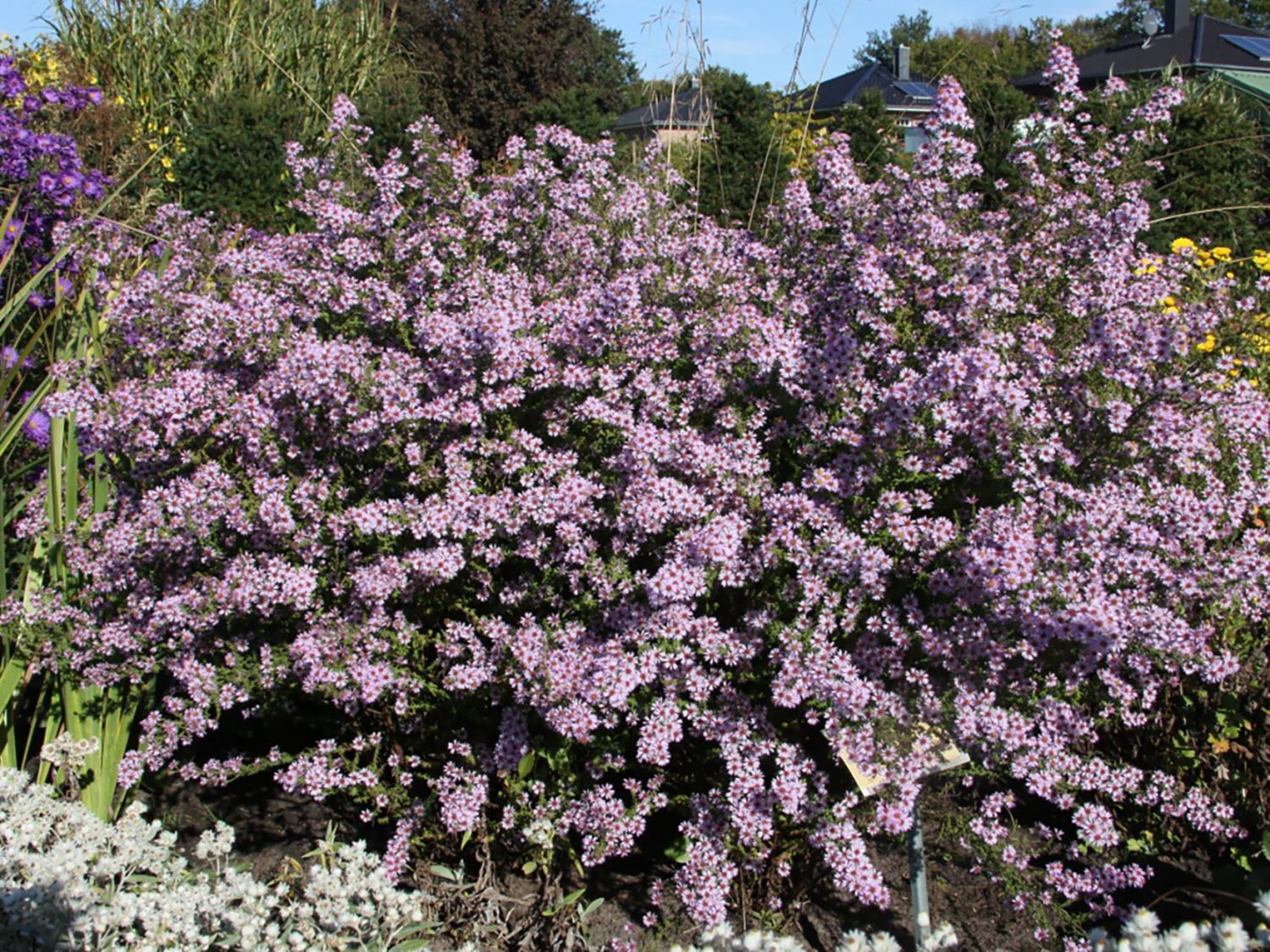 Ruten-Aster 'Lovely'