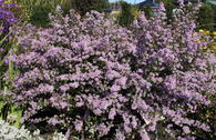 Ruten-Aster 'Lovely'