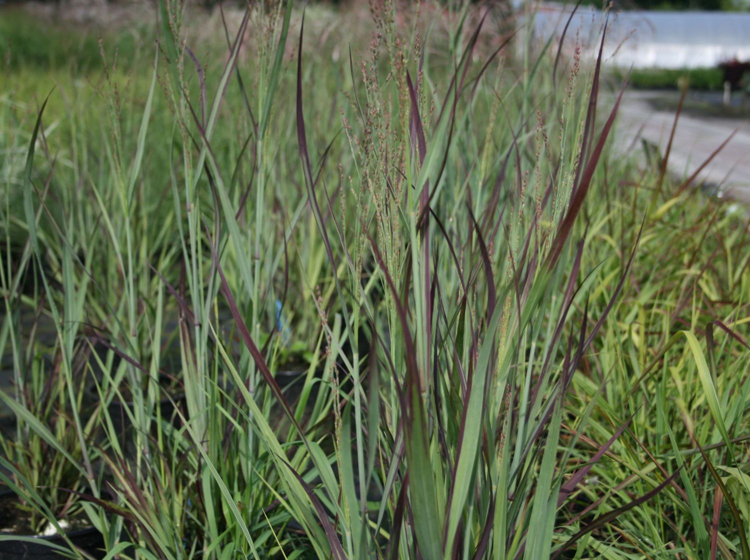 Rutenhirse 'Heiliger Hain'