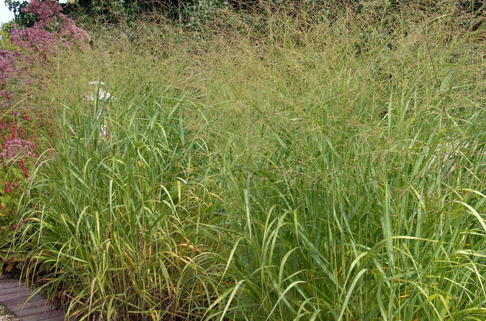 Rutenhirse - Panicum virgatum