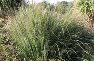 Rutenhirse 'Northwind'