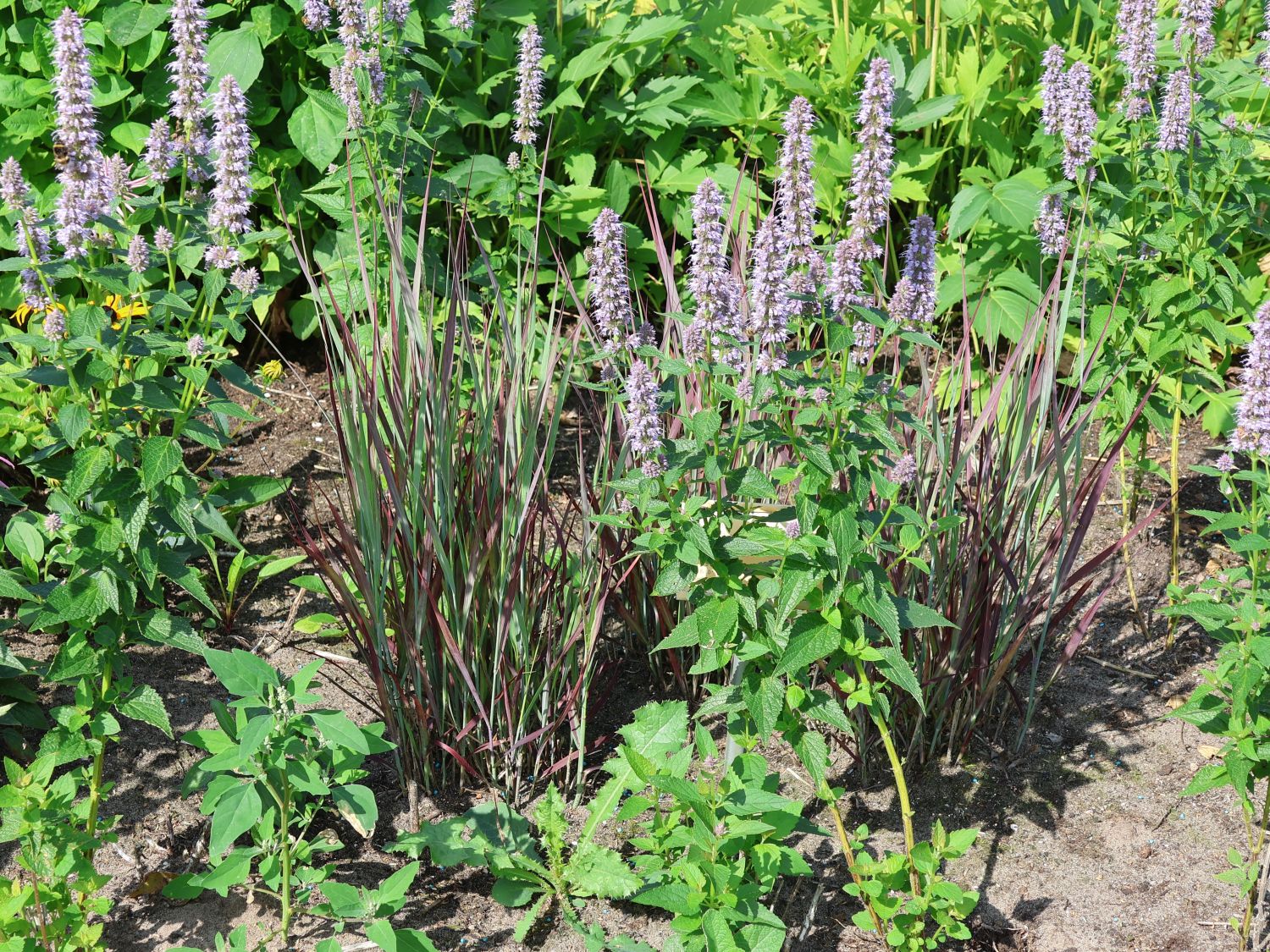 Rutenhirse 'Purple Breeze' - Panicum virgatum 'Purple Breeze'