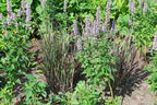 Rutenhirse 'Purple Breeze' - Panicum virgatum 'Purple Breeze'