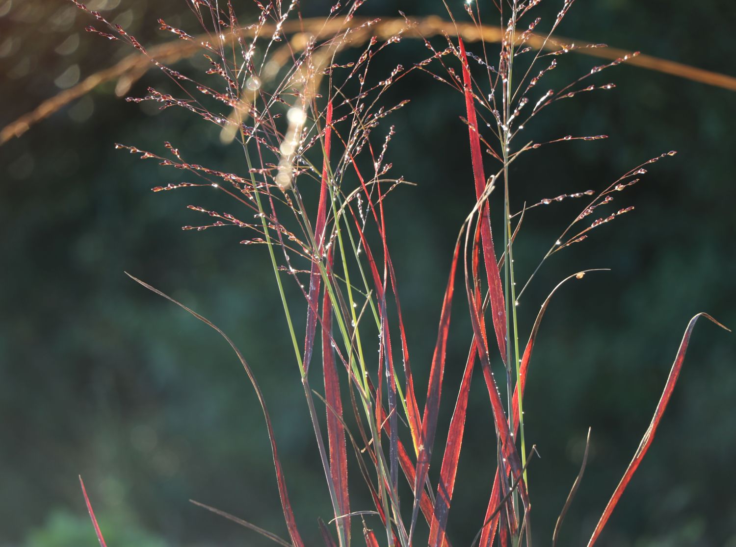 Rutenhirse 'Purple Breeze' - Panicum virgatum 'Purple Breeze'