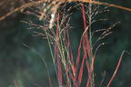 Rutenhirse 'Purple Breeze' - Panicum virgatum 'Purple Breeze'