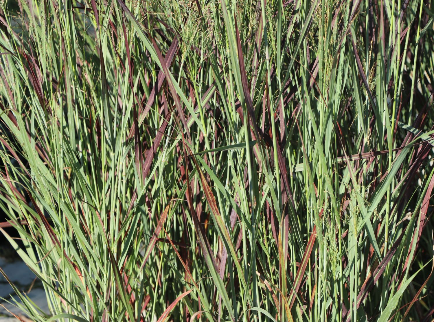 Rutenhirse 'Purple Breeze' - Panicum virgatum 'Purple Breeze'