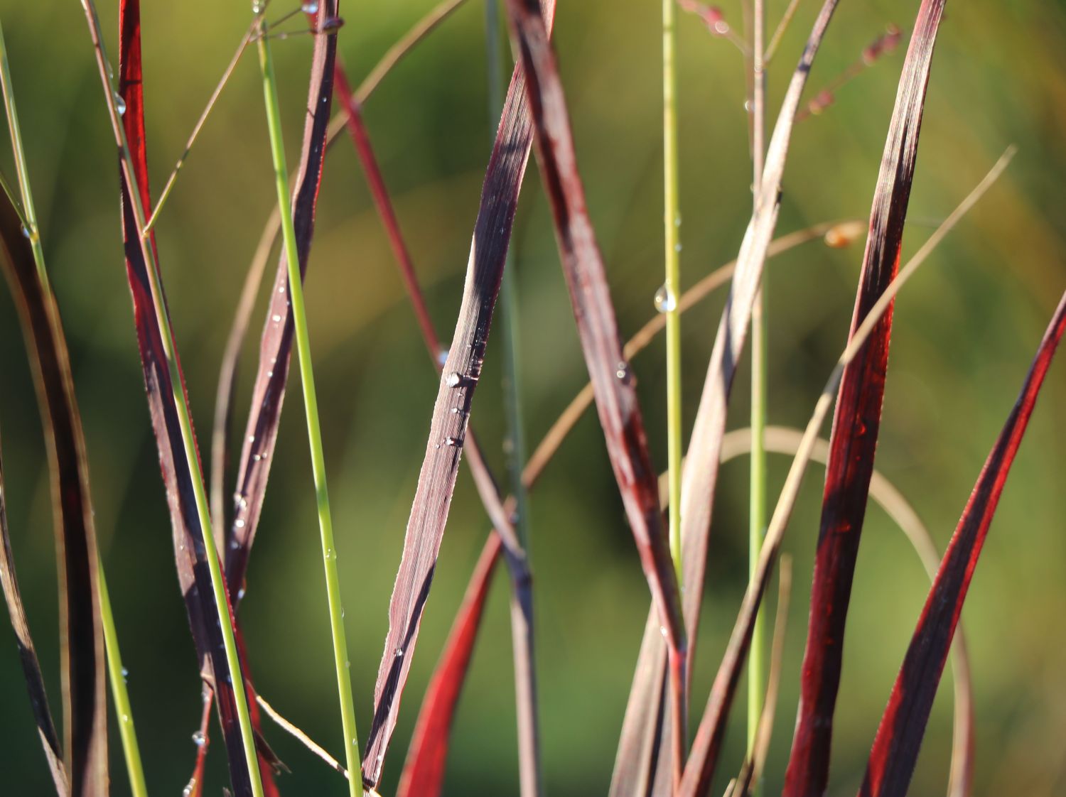 Rutenhirse 'Purple Breeze' - Panicum virgatum 'Purple Breeze'